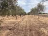 Terreno Agricolo in vendita a Siracusa in strada laganelli - 07, Foto 7