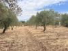 Terreno Agricolo in vendita a Siracusa in strada laganelli - 09, Foto 9