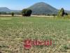 Terreno Agricolo in vendita a Raviscanina - 04, 27a06f65-3101-4625-99e1-192e967d9171.jpeg