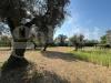 Terreno Agricolo in vendita a Alife - 03, 3.jpeg