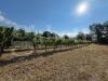 Terreno Agricolo in vendita a Alife - 08, 7.jpeg