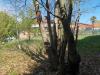Terreno in vendita con giardino a Cesano Maderno - 04