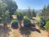 Casa indipendente in vendita con giardino a Sassoferrato in monterosso - 03, Foto 3