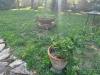 Villa in vendita con giardino a San Giuliano Terme - pontasserchio - 04