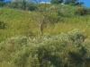 Terreno Agricolo in vendita a Fonte Nuova in via monte soratte snc - 03, Foto 3