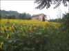 Rustico in vendita a Montedinove - 05, Foto 5