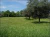 Terreno Agricolo in vendita a Sant'Egidio alla Vibrata - 03, Foto 3