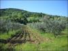 Terreno Agricolo in vendita a Ascoli Piceno - 03, Foto 3