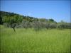Terreno Agricolo in vendita a Ascoli Piceno - 04, Foto 4