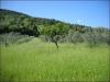 Terreno Agricolo in vendita a Ascoli Piceno - 06, Foto 6