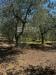 Terreno Agricolo in vendita a Cavriglia in localit ferrale del bondi - 04, Foto 4