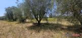 Terreno in vendita a Colle di Val d'Elsa - 03