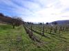 Terreno Agricolo in vendita a Cazzago San Martino in via valle 22 - 03, Foto 3