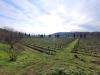 Terreno Agricolo in vendita a Cazzago San Martino in via valle 22 - 04, Foto 4