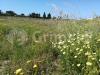 Terreno Agricolo in vendita a Ugento - 10, IMG_20190429_100423_2.jpg