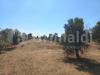Terreno Agricolo in vendita a Ugento - 07, 20260527_155434.jpg