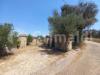 Terreno Agricolo in vendita a Ugento - 02, WhatsApp Image 2026-06-24 at 12.38.15.jpeg
