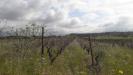 Terreno Agricolo in vendita a Quartu Sant'Elena - 02