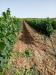 Terreno Agricolo in vendita a Sinnai in localit is mitzas - 10, Foto 10