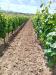 Terreno Agricolo in vendita a Sinnai in localit is mitzas - 02, Foto 2