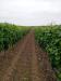 Terreno Agricolo in vendita a Sinnai in localit is mitzas - 06, Foto 6