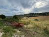 Terreno Agricolo in vendita a Altidona - 05, Foto 5