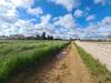 Terreno Agricolo in vendita a Anzio - 02, FOTO 2.jpg