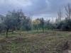 Terreno Agricolo in affitto a Maddaloni - 02, Foto 2