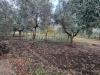 Terreno Agricolo in affitto a Maddaloni - 05, Foto 5