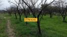 Terreno Agricolo in vendita a Quarto in quarto - via lenza lunga - 04, Foto 6