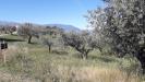 Terreno Agricolo in vendita a Turrivalignani - 03