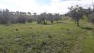 Terreno Agricolo in vendita a Bucchianico in contrada colle spaccato - 03, Foto 3