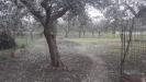 Terreno Agricolo in vendita a Alanno in via san cassiano - 05, Foto 5