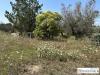 Terreno Agricolo in vendita a Castrignano de' Greci - 05