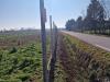 Terreno Agricolo in vendita a Casale sul Sile in forlani - 03, Foto 3