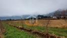 Terreno Agricolo in vendita a Riva del Garda in localit fangolino - 06, Foto 6