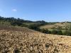 Terreno Agricolo in vendita a Montelparo - 03, Foto 3