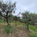 Casa indipendente in vendita con giardino a Massa Fermana in via san giuseppe 12 - 04, Foto 4