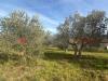 Terreno Agricolo in vendita a Arezzo - 03, WhatsApp Image 2026-02-17 at 11.50.12 (3).jpeg