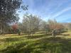 Terreno Agricolo in vendita a Arezzo - 04, WhatsApp Image 2026-02-17 at 11.50.12.jpeg