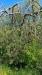 Terreno Agricolo in vendita a Arezzo - 04, WhatsApp Image 2026-05-29 at 09.22.28 (3).jpeg