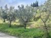 Terreno Agricolo in vendita a Mendicino in viale virgilio - 05, Foto 5