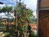 Casa indipendente in vendita con terrazzo a Colazza in via umberto i 20 - 03, 5d5785f4-37b7-46dd-9fe6-af59c009b2ae.jpg