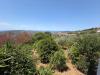 Villa in vendita con posto auto coperto a Laureana Cilento - 05, WhatsApp Image 2026-07-12 at 09.49.51 (2).jpeg