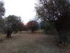 Terreno Agricolo in vendita a Calopezzati in c.da vasio - marina - 03