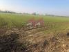 Terreno Agricolo in vendita a Trecenta in vallalta sul canale - 02, Foto 2
