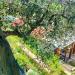 Casa indipendente in vendita con giardino a Buti - 04