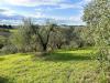 Terreno Agricolo in vendita a Empoli - martignana - 06