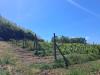 Terreno Agricolo in vendita a Capannoli - san pietro in belvedere - 05