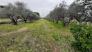 Terreno Agricolo in vendita a Cecina - 06